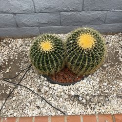 Plants