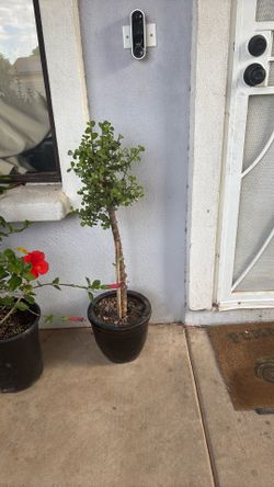 Plants