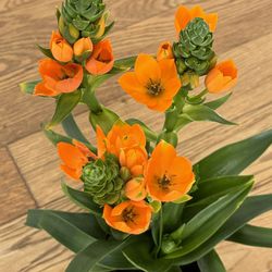 Orange Star Blooming Indoor Plant