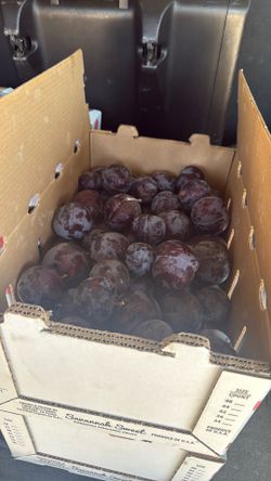 Plums/ ciruela
