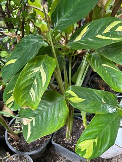 Planta