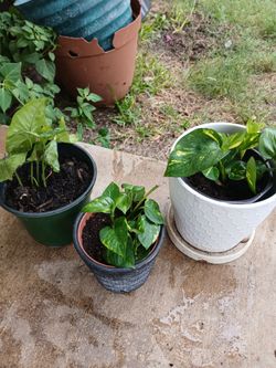 3  ivys (1 is an arrowhead) in small pots