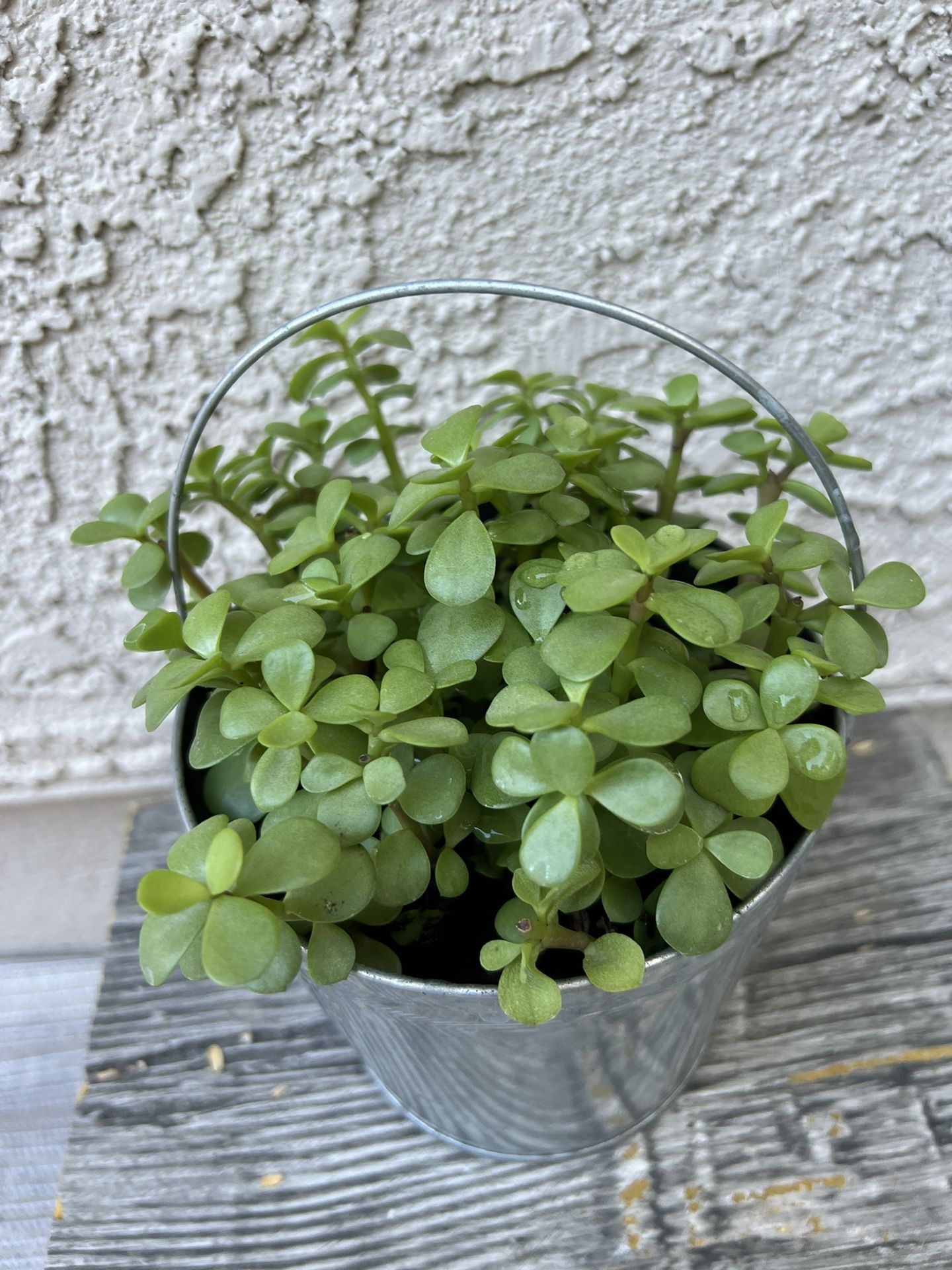 Succulent Live Plant 