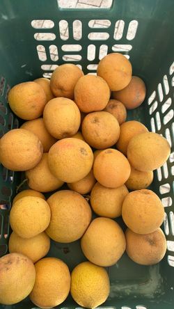 free grapefruit