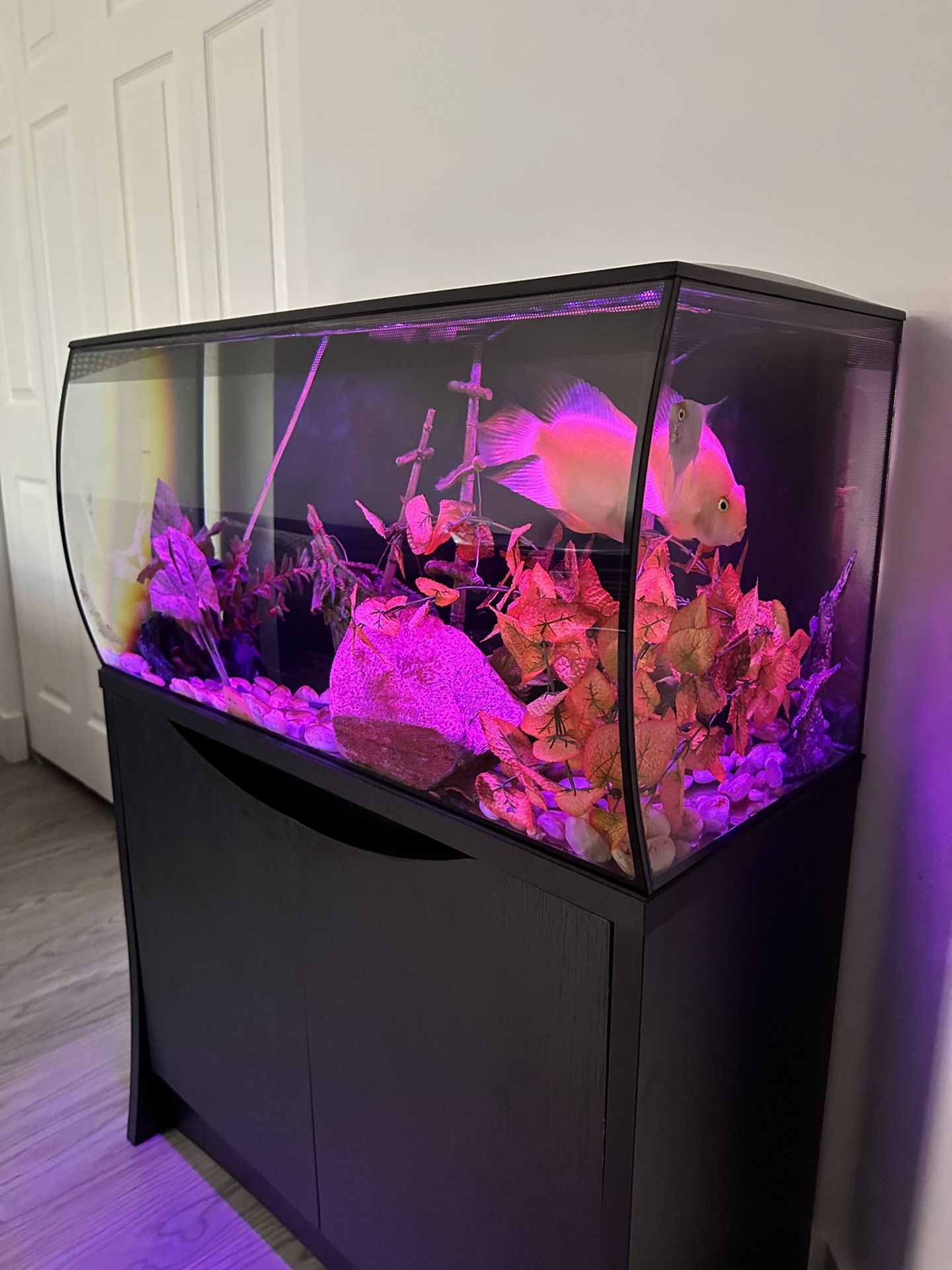 Fluval Flex 32.5 Gallon Tank w Stand Cabinet and Decor for Sale in