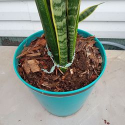 Snake 🐍 plant