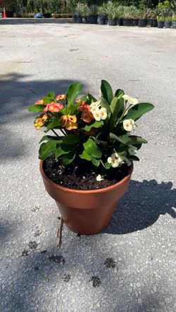 Crown of thorns
