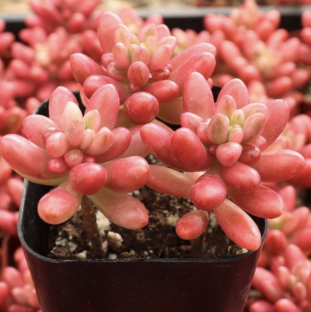 Red Sedum Succulent Starts