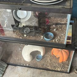 Lizard Tanks 