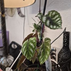 Begonia Cissus Javana