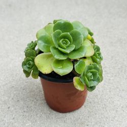Succulents plants 🪴 