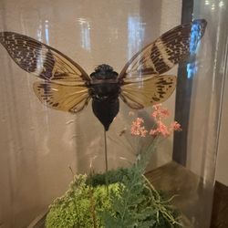 Butterflies In Glass Oddities 