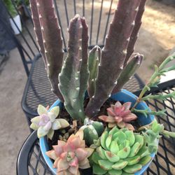 Assorted Mini Plants In Ceramic Pot