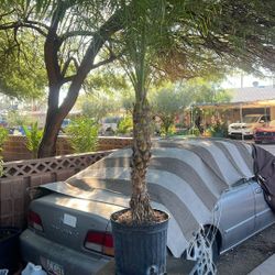 15 Gal. Multi-Trunked Phoenix Roebelenii Pygmy Date Palm Tree Outdoor Live Plant