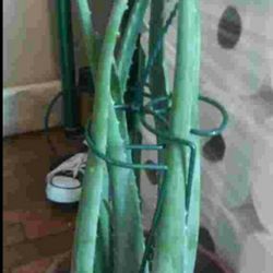 Garden Live Plants Aloe Vera,for indoor/outdoor 
