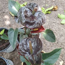 Anthurium Plant 