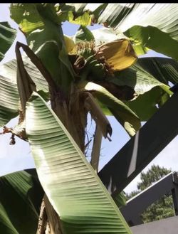 Cold Hardy Banana Plants (read Description Below)