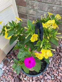 Mixed Color 4 O’clock Summer Flowers