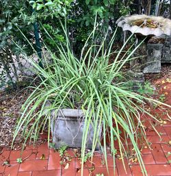 Grass Plant And Concrete Planter
