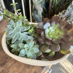 Plants For Sale