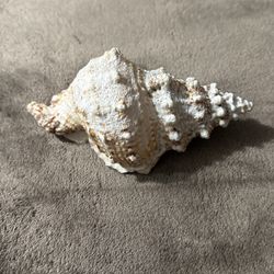 Big Seashell