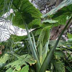 Giant Tropical Alocasia Elephant Ears Plants