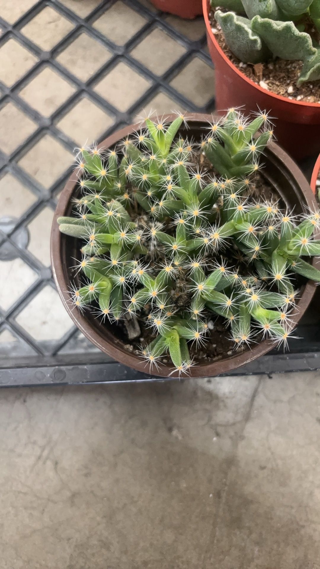 succulent 6