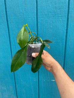 Philodendron Joepii