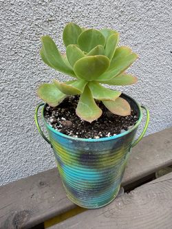 Aeonium Succulent plant
