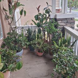 Succulents Jade Plants Medium and Large Sizes