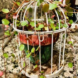 Caged Plant 
