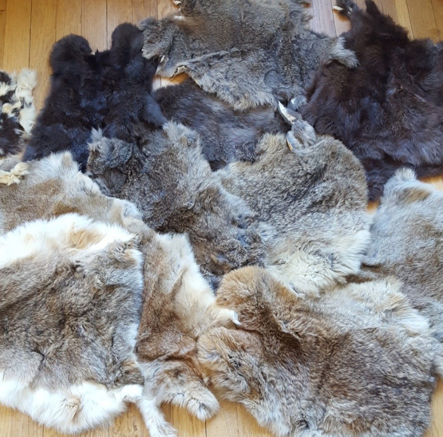 Lot of rabbit pelt furs