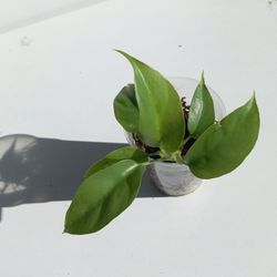 Rare/ Uncommon Ginny Philodendron / Rhaphidophora tetrasperma /Mini Monstera Plant/ House Plant