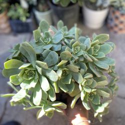 Aeonium Pinwheel Succulent