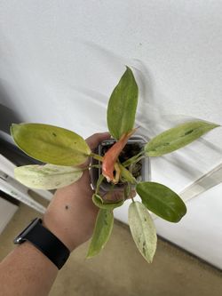 Philodendron Whipple Way