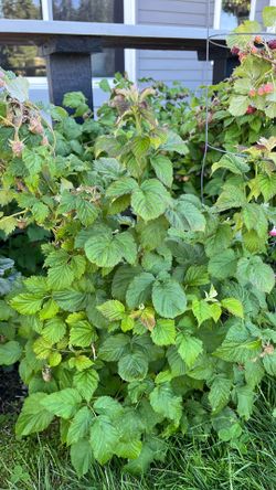 Thornless raspberry canes