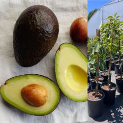 Avocado Trees 