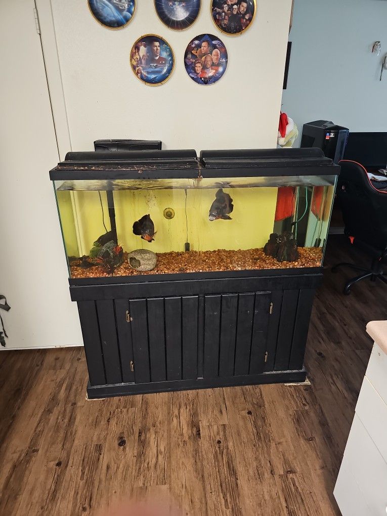 Fish Tank