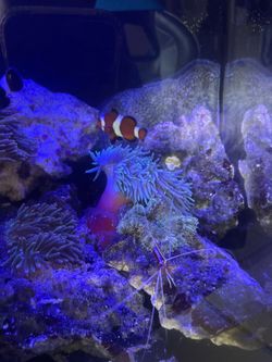 Saltwater tank