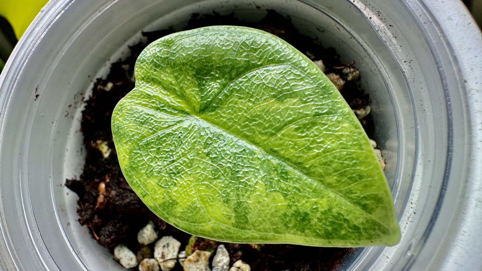 Alocasia Melo Aurea