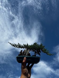 BoNSAI TREES!!!!!