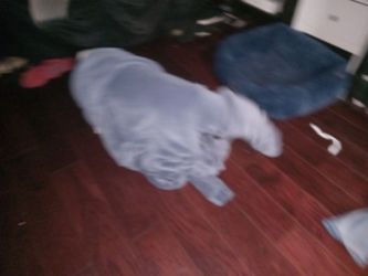 Dog Snuggie