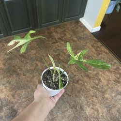 4” philodendron florida beauty