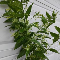 Night Blooming Jasmine Plant 