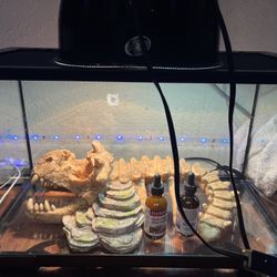 bearded dragon tank 40 gallon