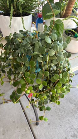 Peperomia Hope