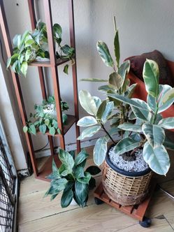 Plants For Sale