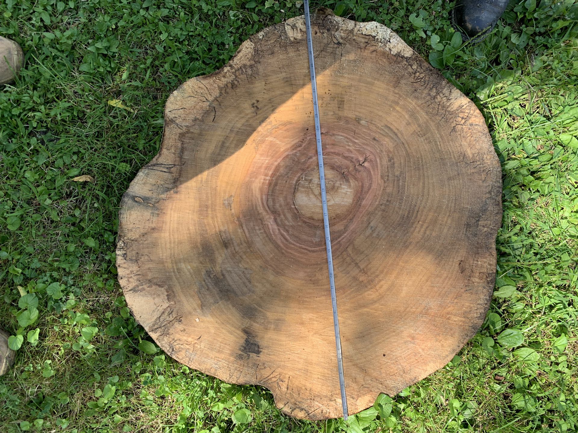 Round Wood Slabs with live edge