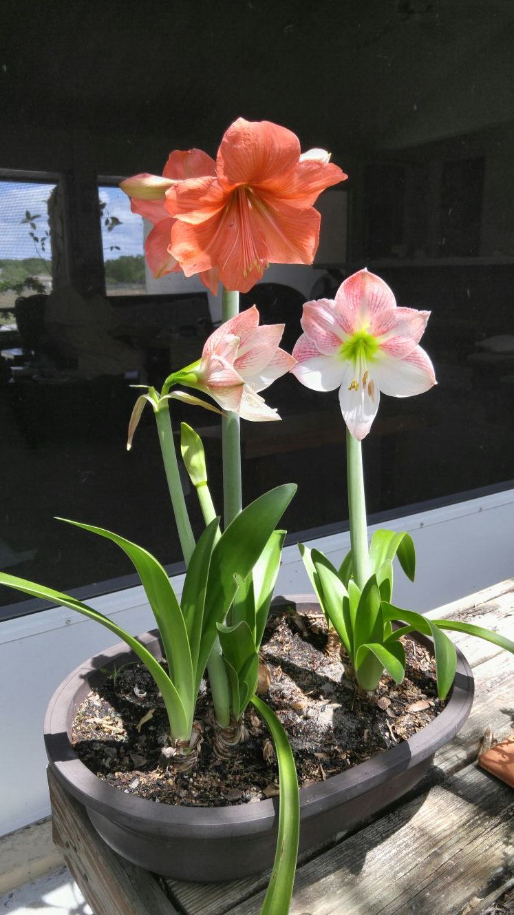 Amaryllis bulbs