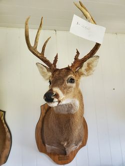 Taxidermy deer